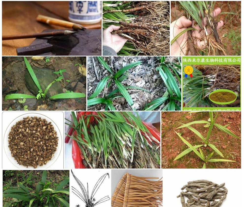 棕茅照片和图片/