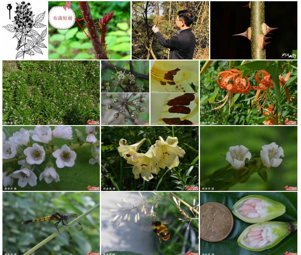 棘茎楤木照片和图片/