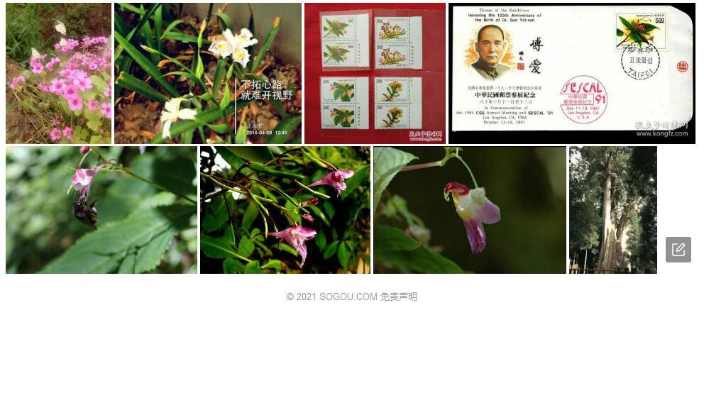 棣慕华凤仙花照片和图片/