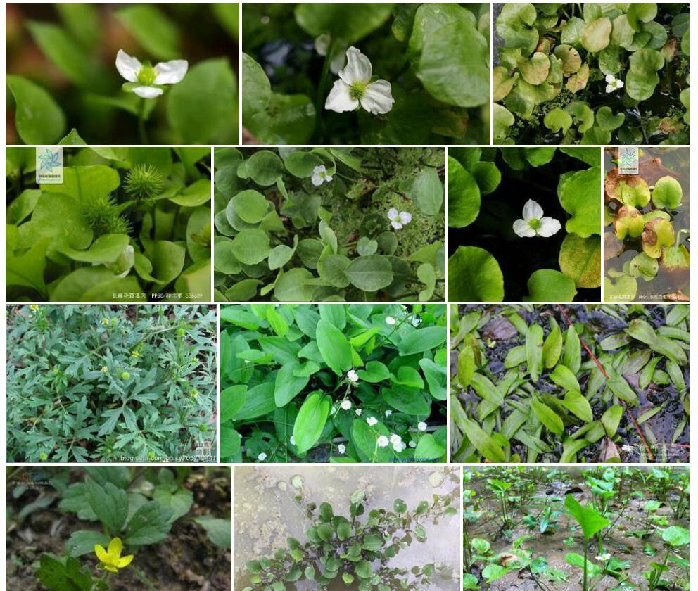 棱喙毛茛照片和图片/