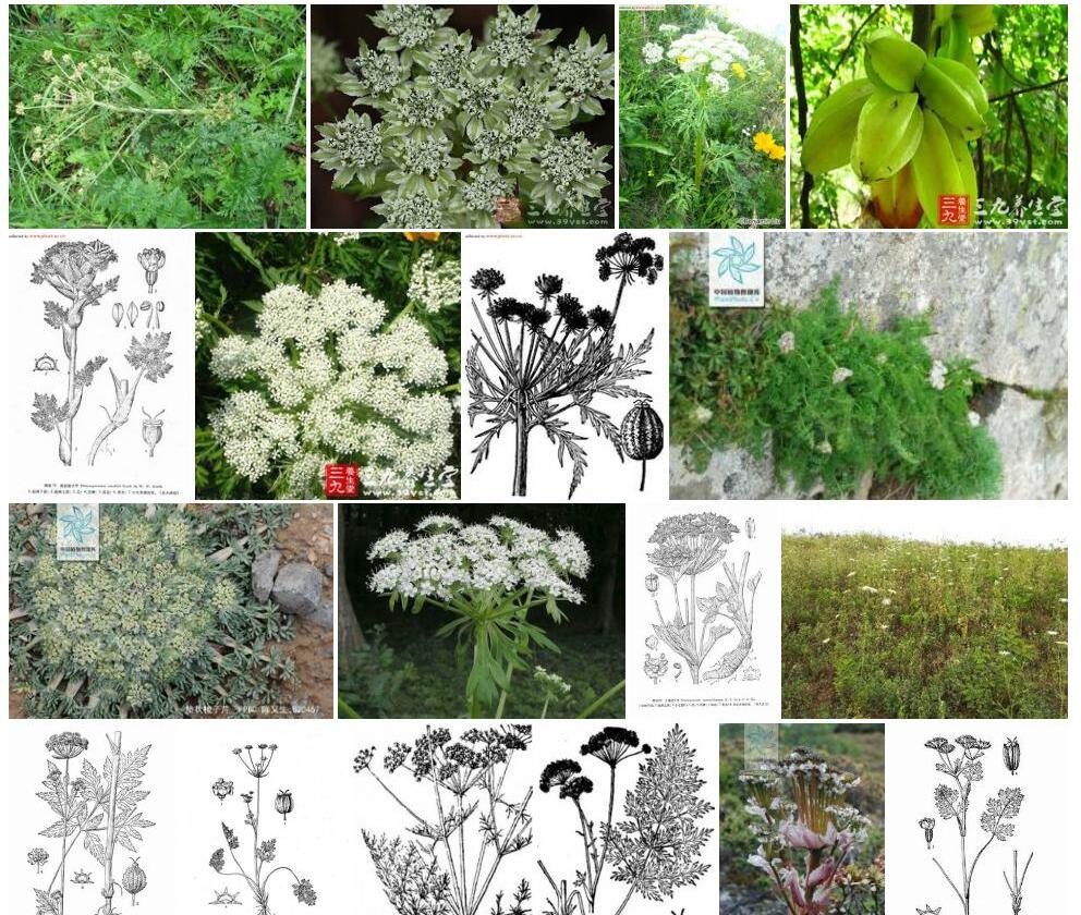 棱子芹照片和图片/