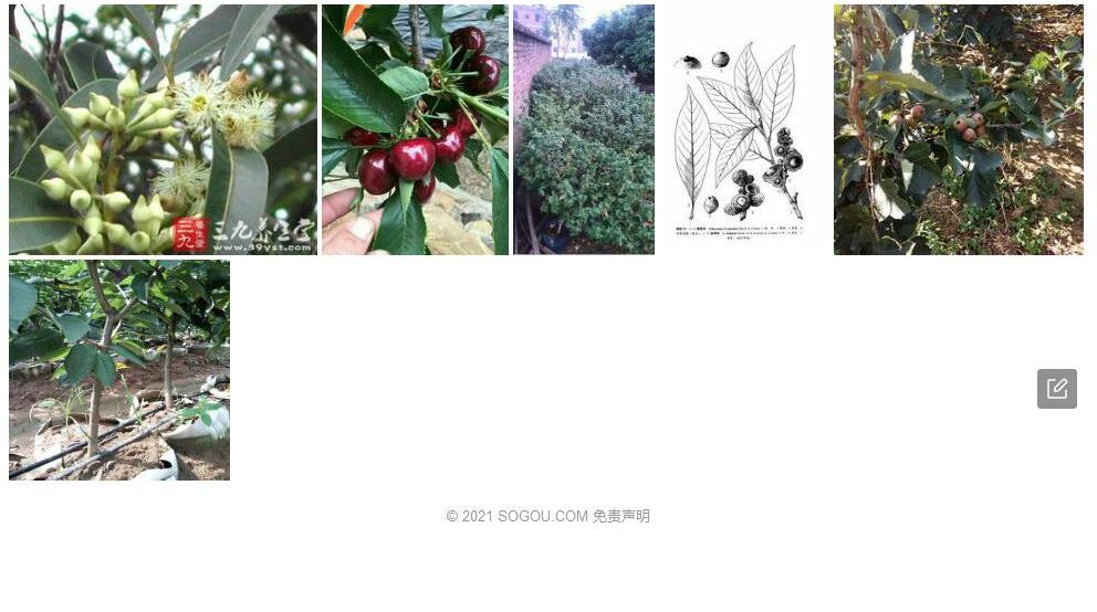 棱果柯照片和图片/