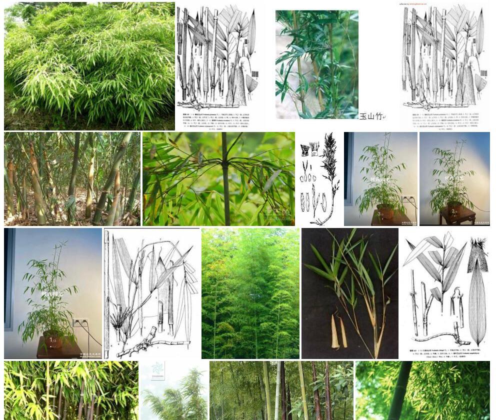 棱纹玉山竹照片和图片/