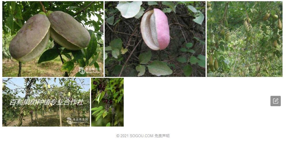 棱茎八月瓜照片和图片/