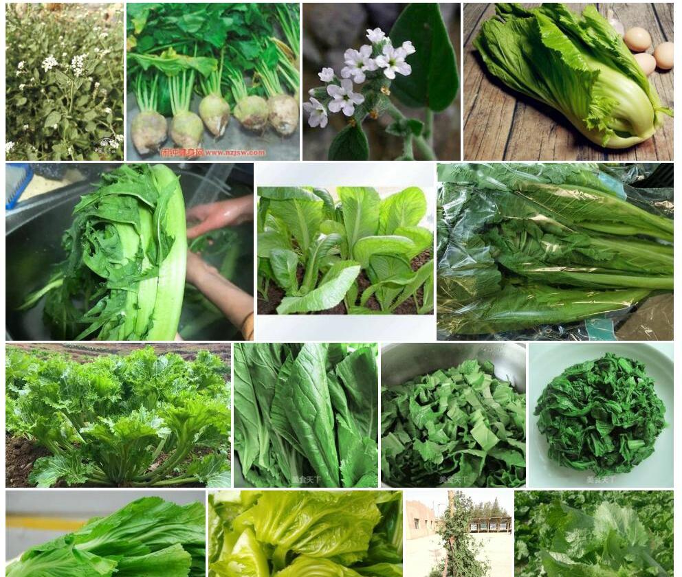 椭圆叶天芥菜照片和图片/
