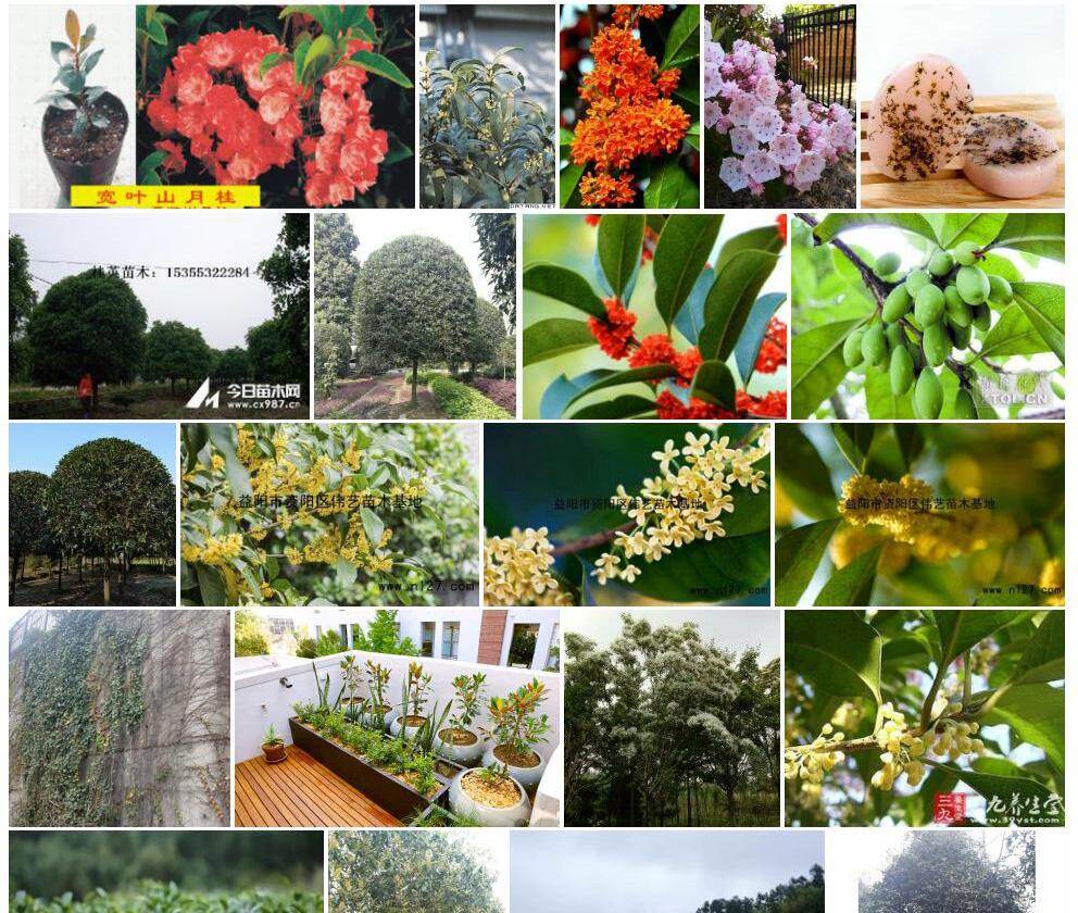 椭圆叶山桂花照片和图片/