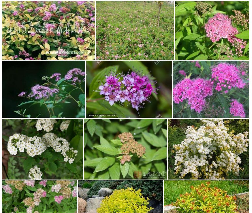 椭圆叶粉花绣线菊照片和图片/