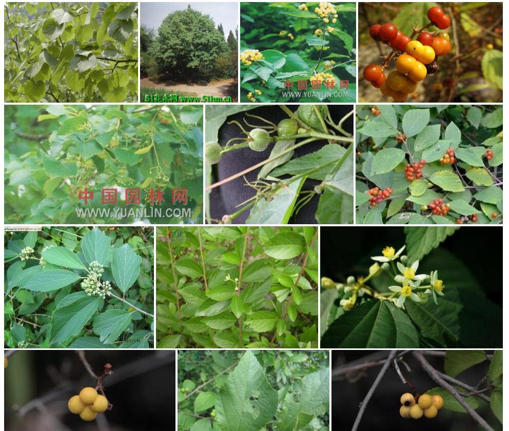 椴叶扁担杆照片和图片/
