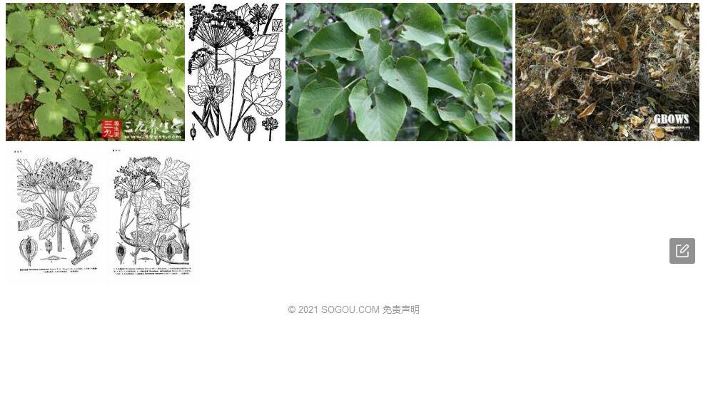 椴叶独活照片和图片/