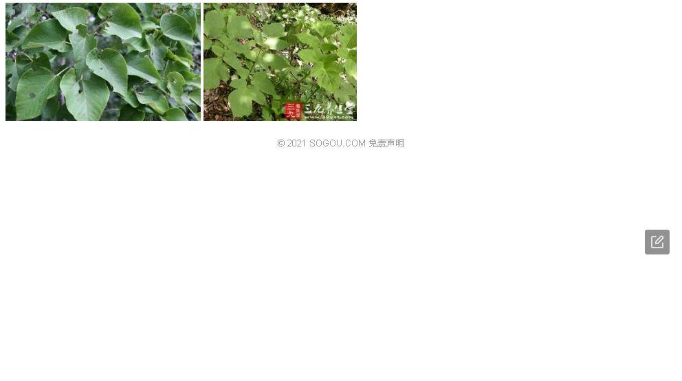 椴叶野桐照片和图片/