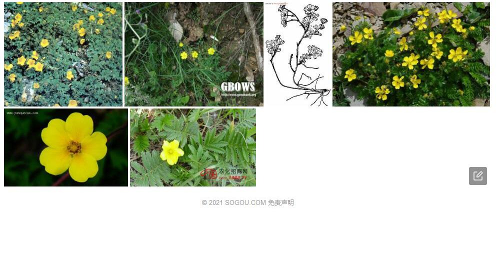 楔叶委陵菜照片和图片/