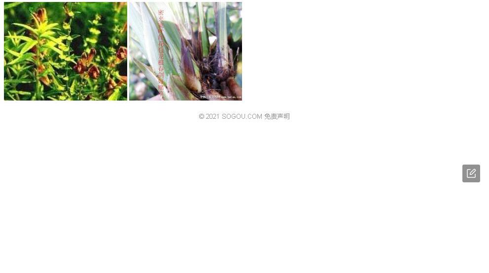 楔叶红茎黄芩照片和图片/