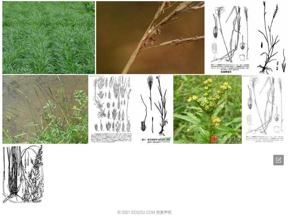楔颖草照片和图片/