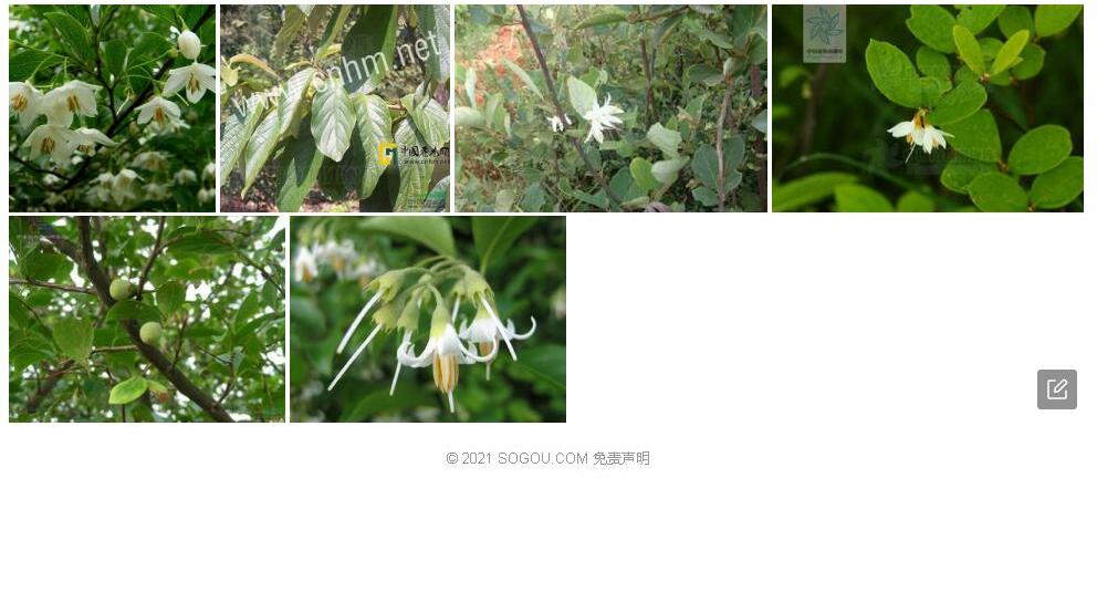 楚雄安息香照片和图片/