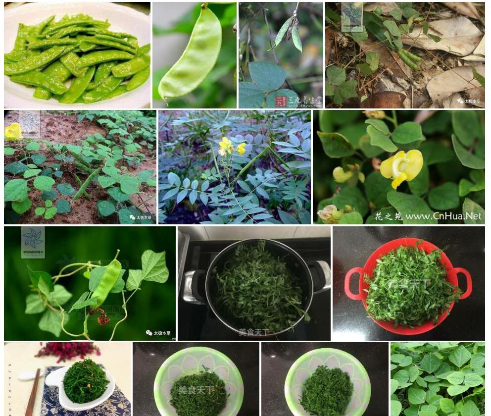 楚雄野扁豆照片和图片/