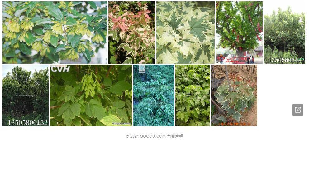 楠叶槭照片和图片/