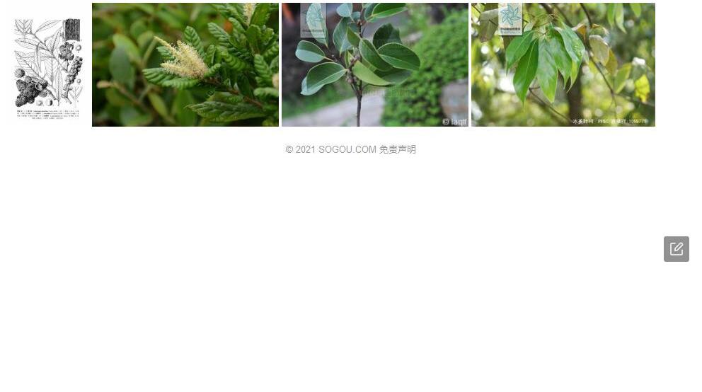榄叶柯照片和图片/