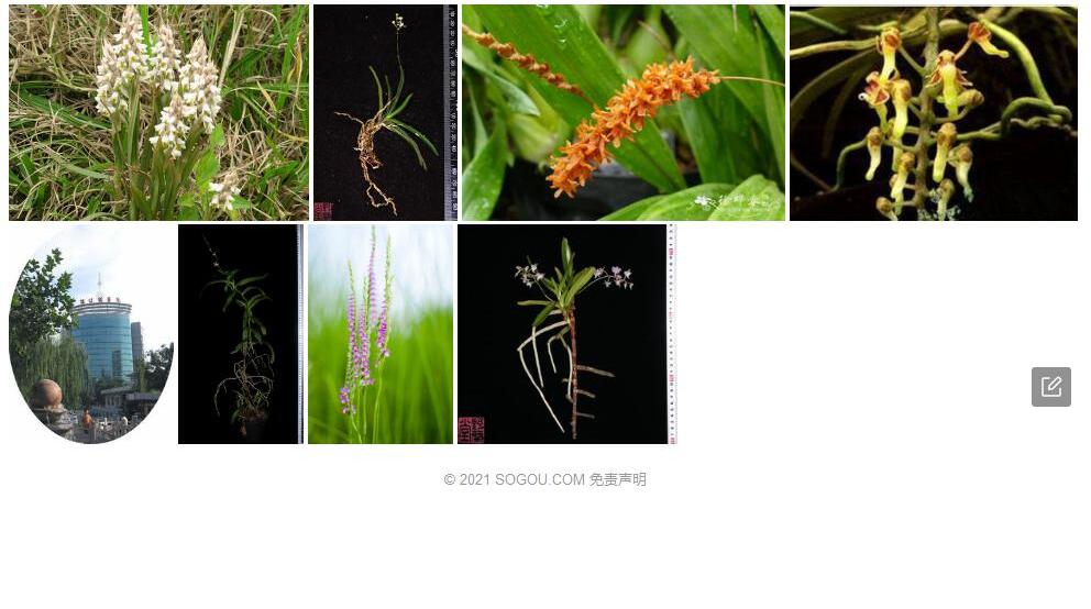 槌柱兰照片和图片/