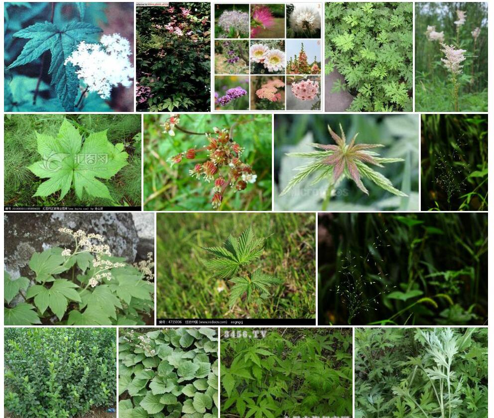 槭叶蚊子草照片和图片/