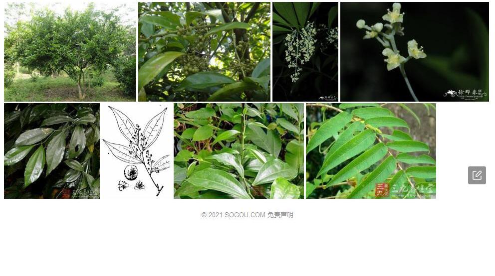 樟叶木防己照片和图片/