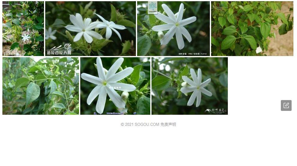 樟叶素馨照片和图片/