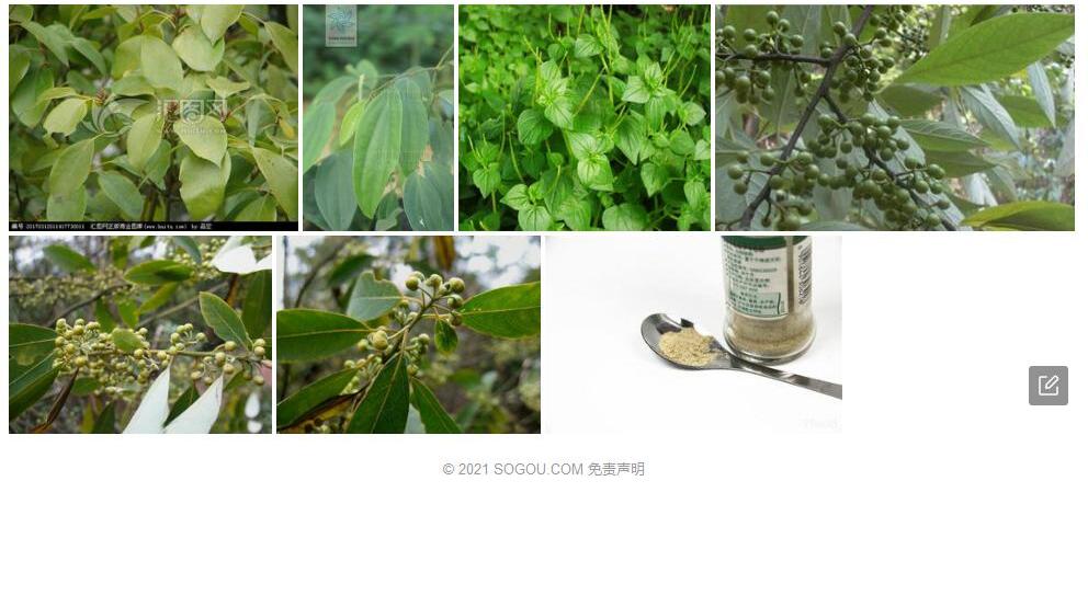 樟叶胡椒照片和图片/