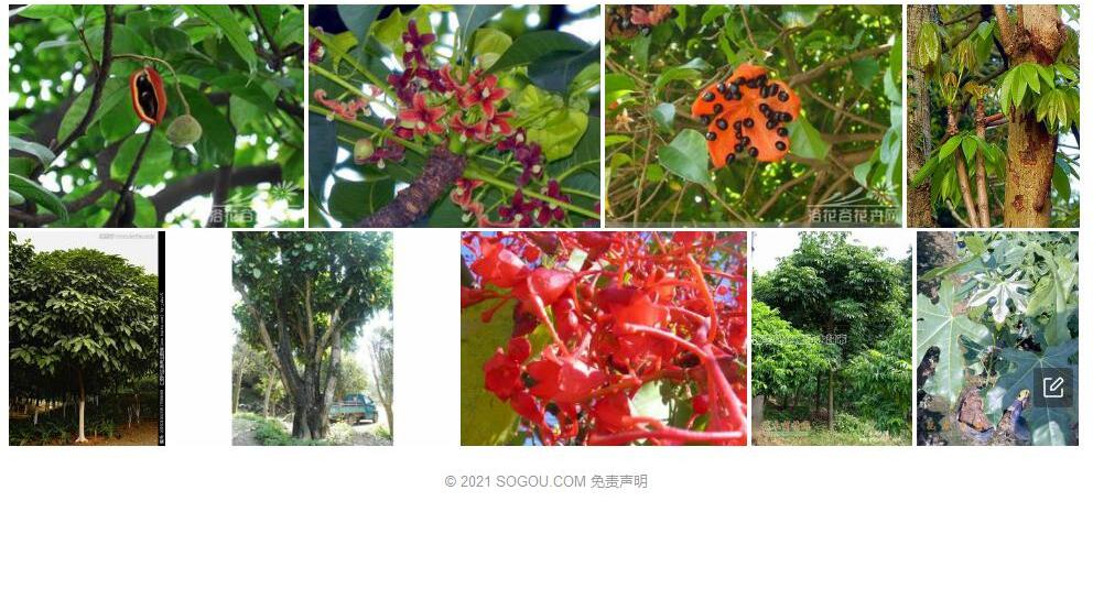 樟叶苹婆照片和图片/