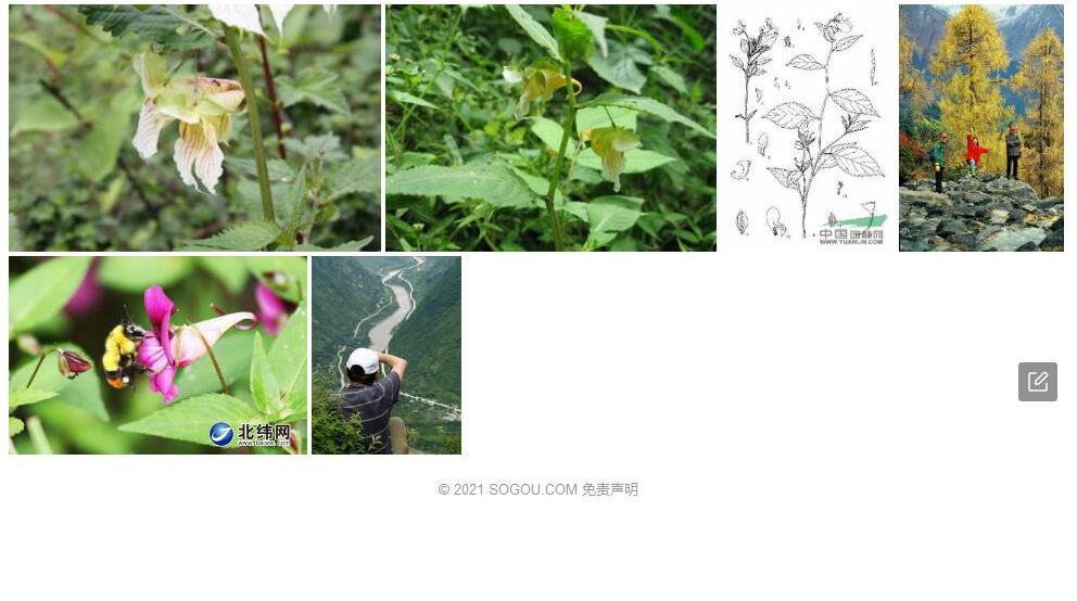横断山凤仙花照片和图片/