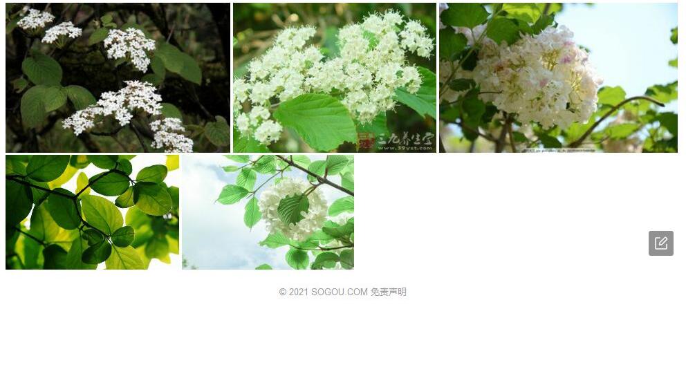 横脉荚蒾照片和图片/