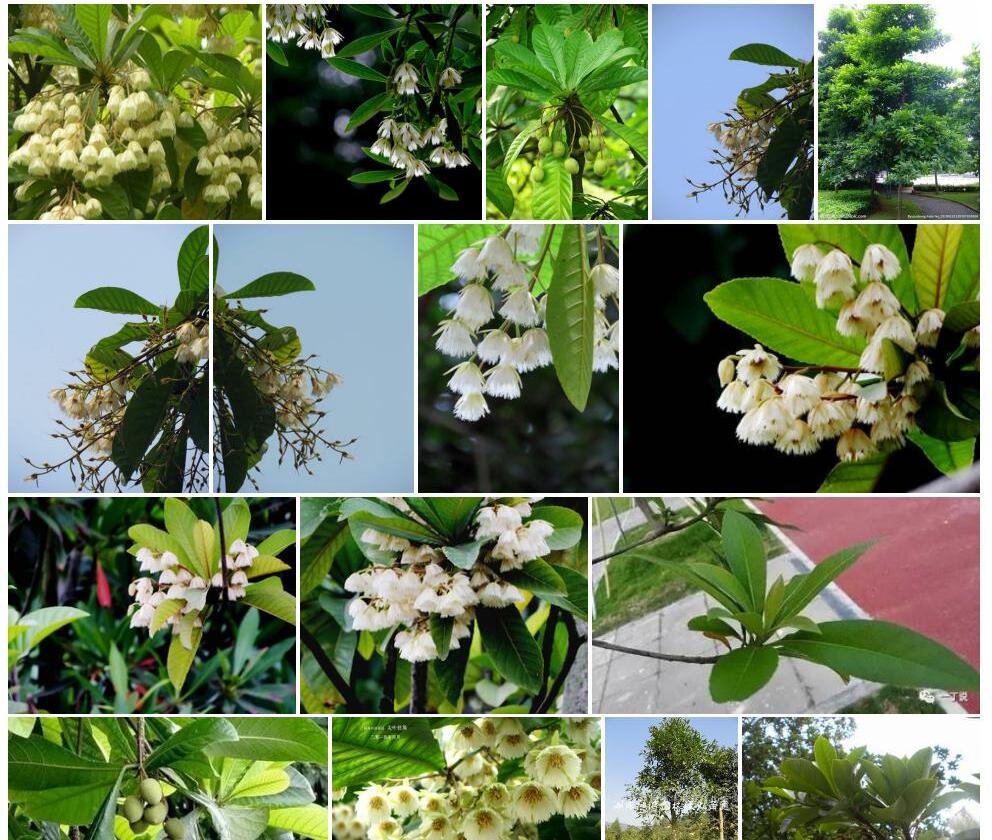 樱叶杜英照片和图片/
