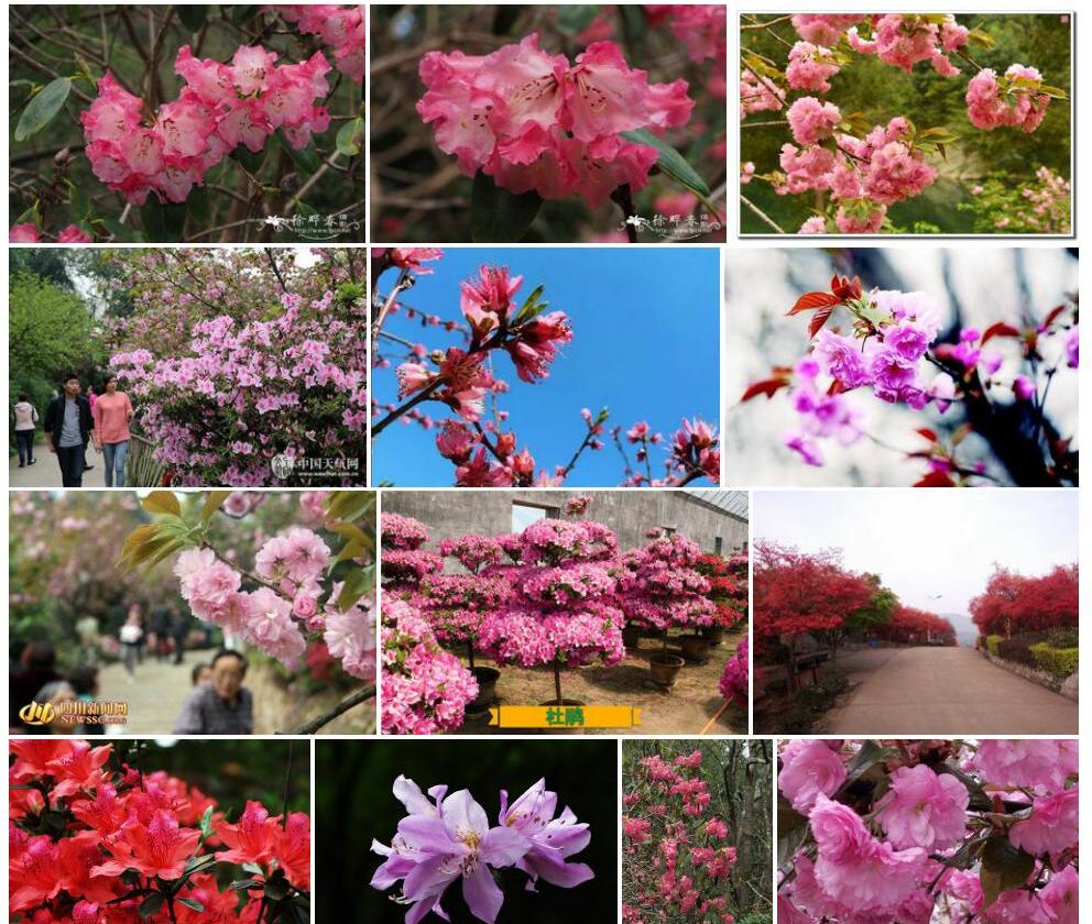 樱花杜鹃照片和图片/