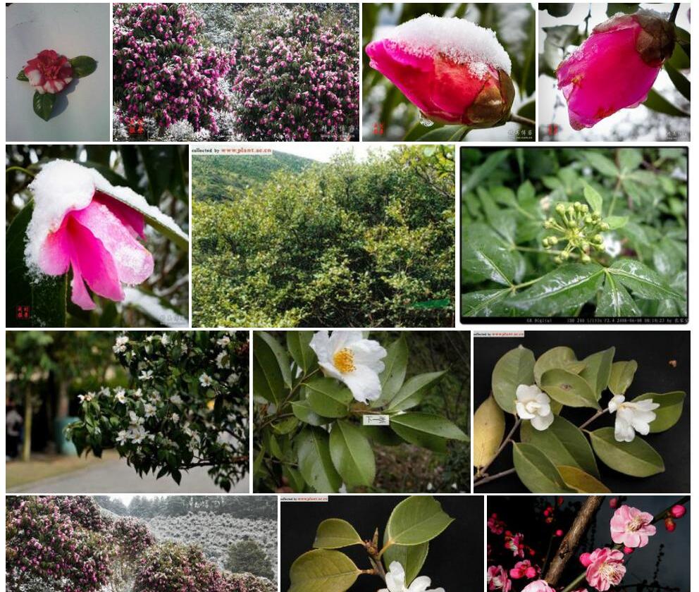 樱花短柱茶照片和图片/
