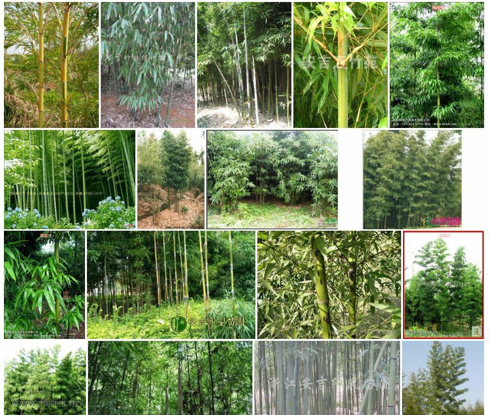 橄榄竹照片和图片/