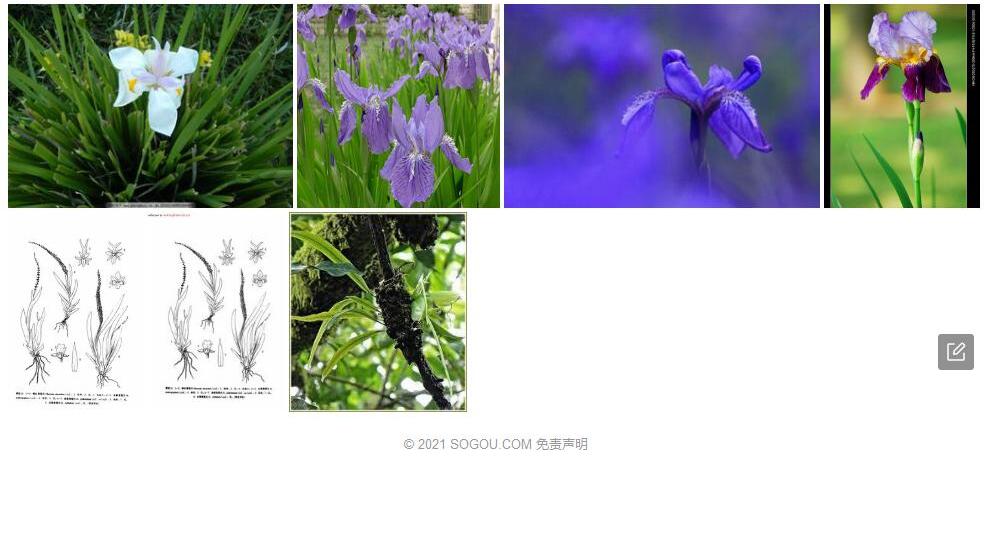 橘红鸢尾兰照片和图片/