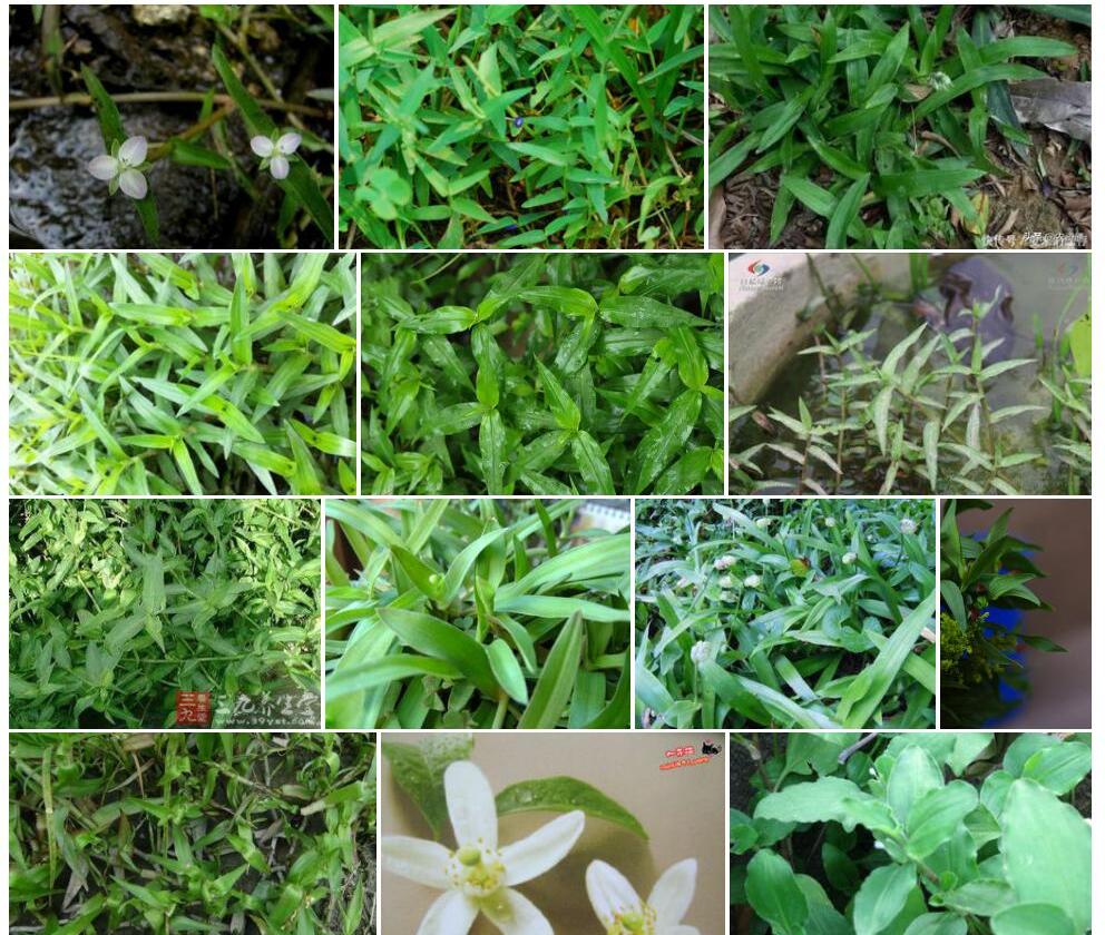 橙花水竹叶照片和图片/