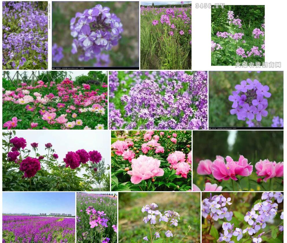 欧亚香花芥照片和图片/