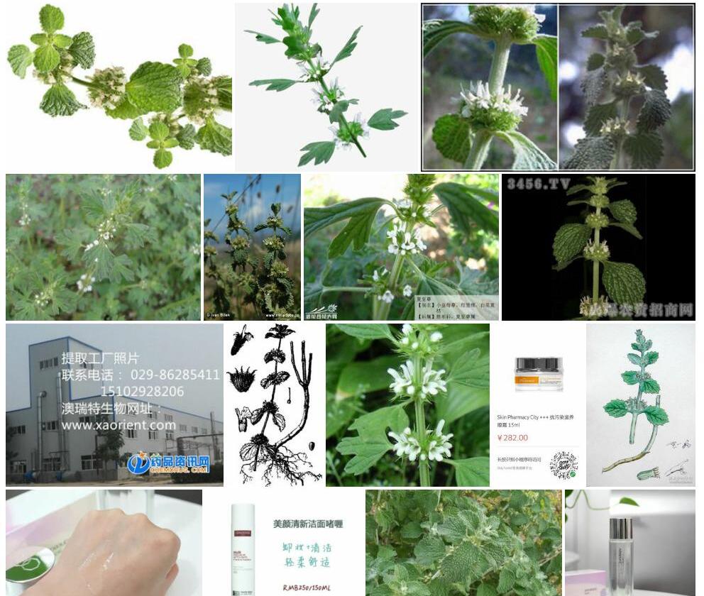 欧夏至草照片和图片/