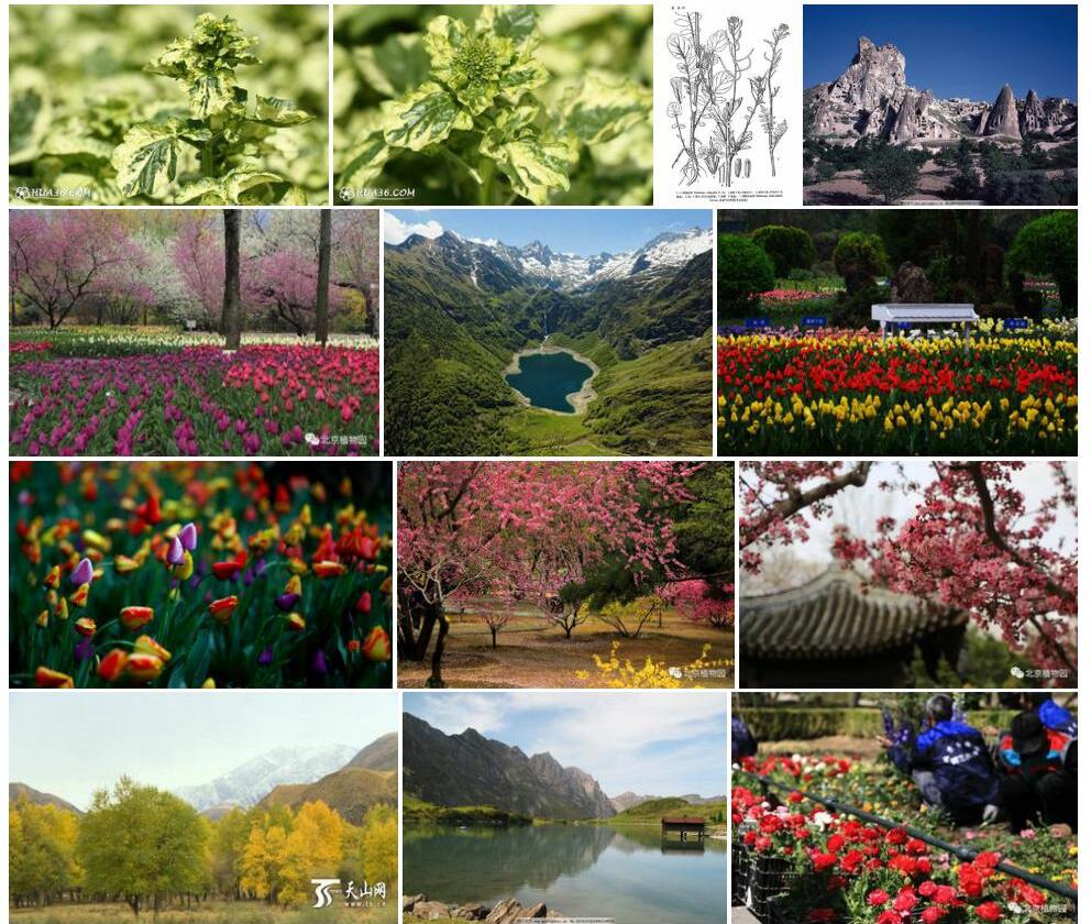 欧洲山芥照片和图片/