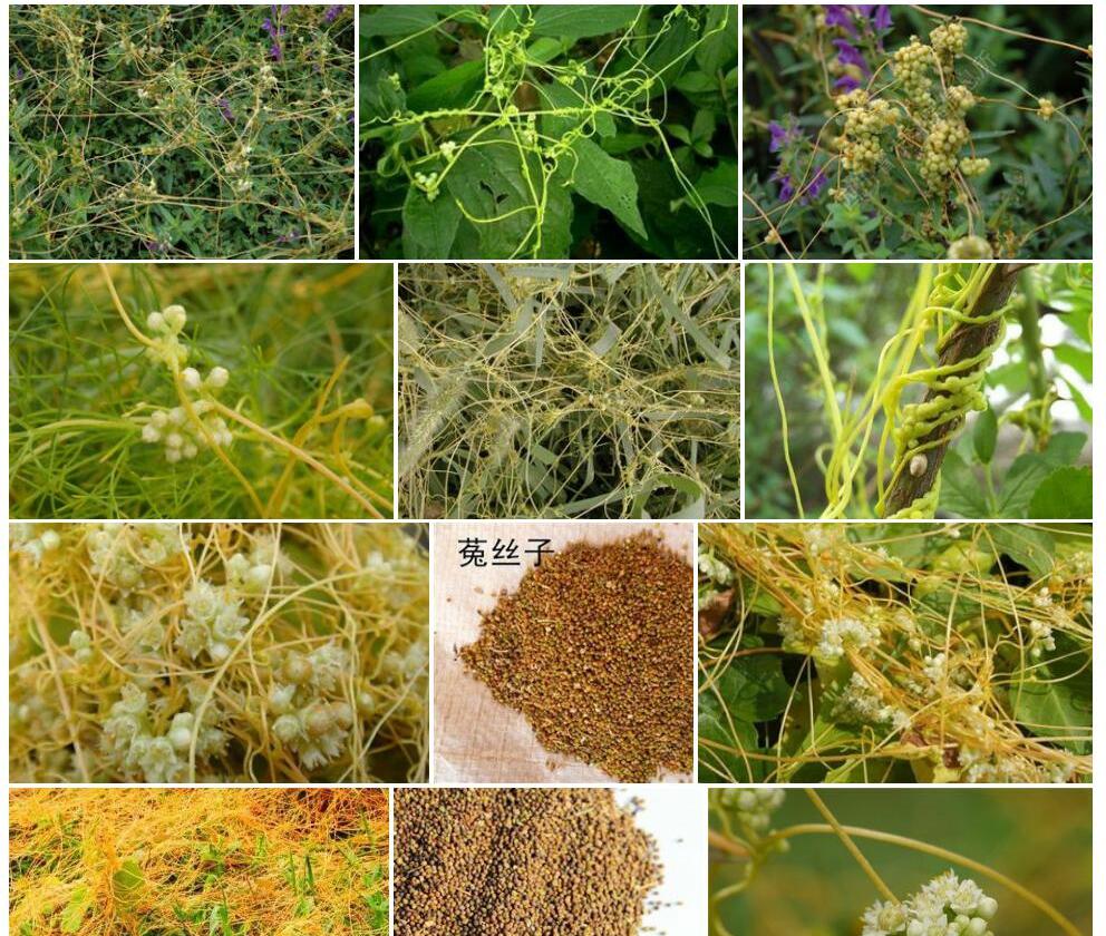欧洲菟丝子照片和图片/