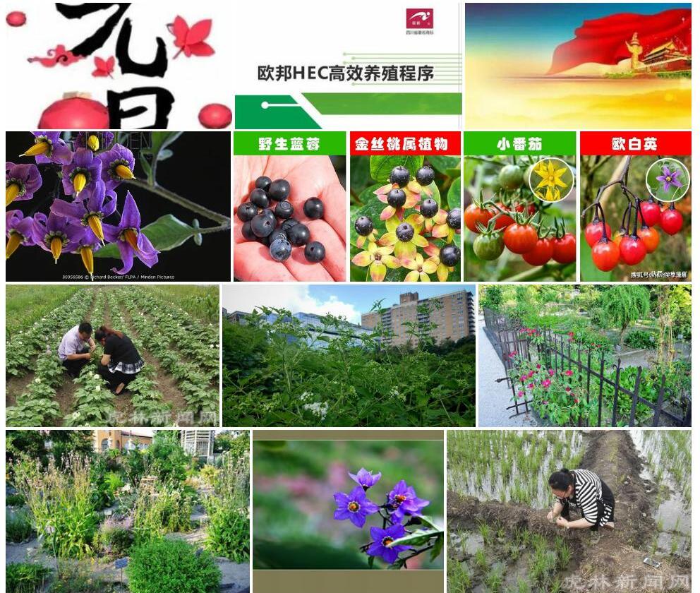欧白英照片和图片/