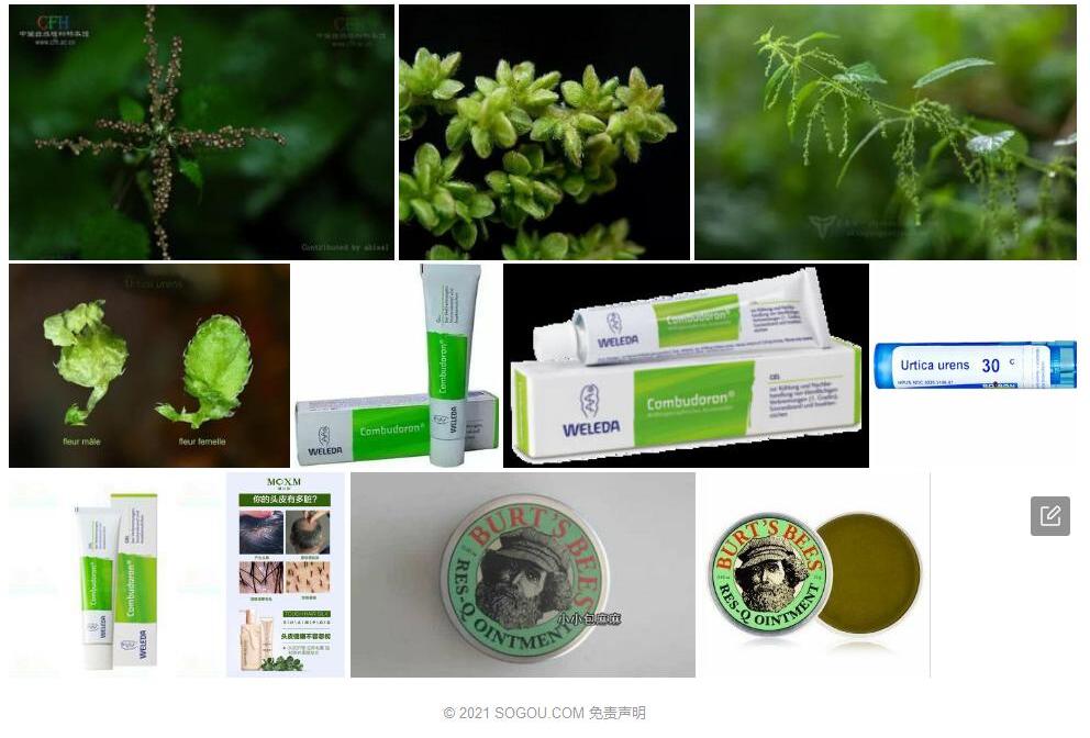 欧荨麻照片和图片/