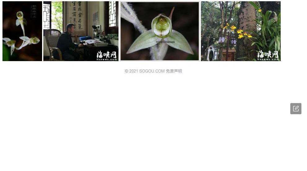歌绿斑叶兰照片和图片/
