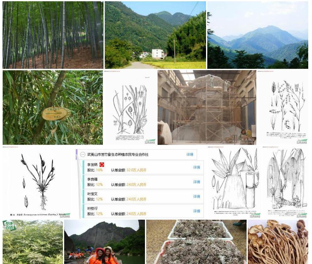 武夷山苦竹照片和图片/