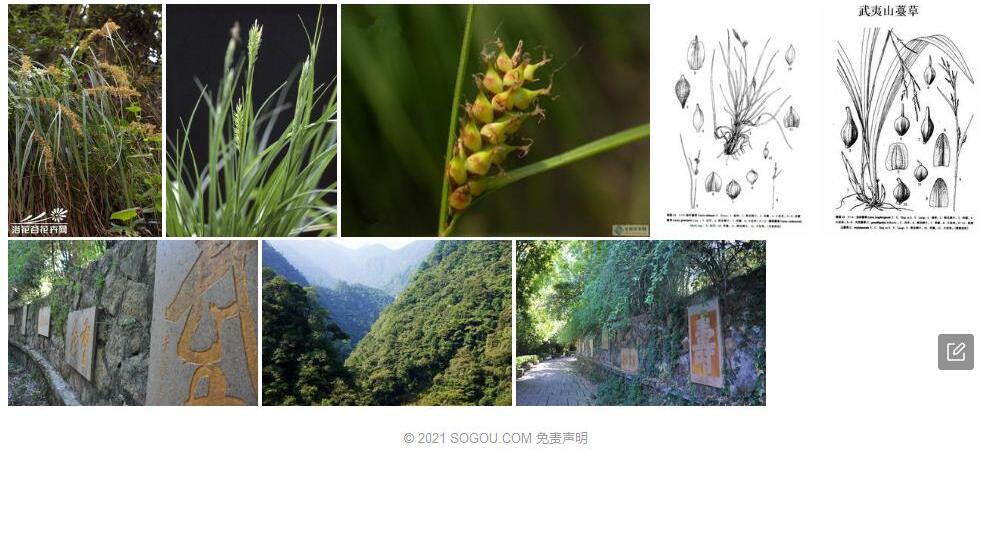 武夷山薹草照片和图片/