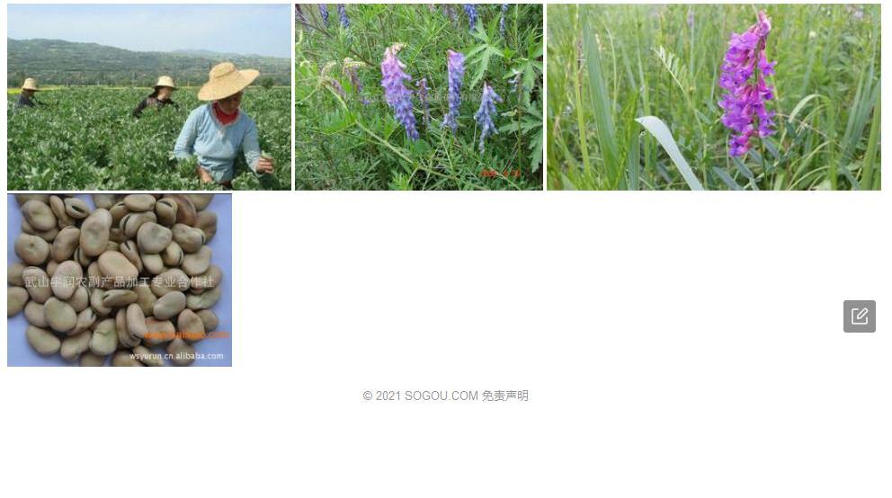 武山野豌豆照片和图片/