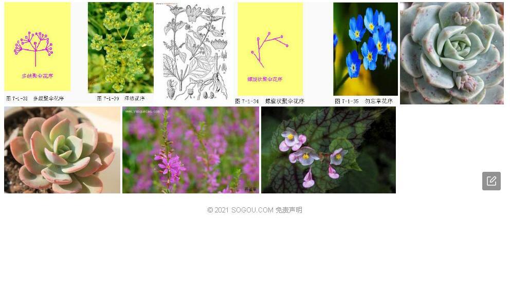 歧伞花照片和图片/