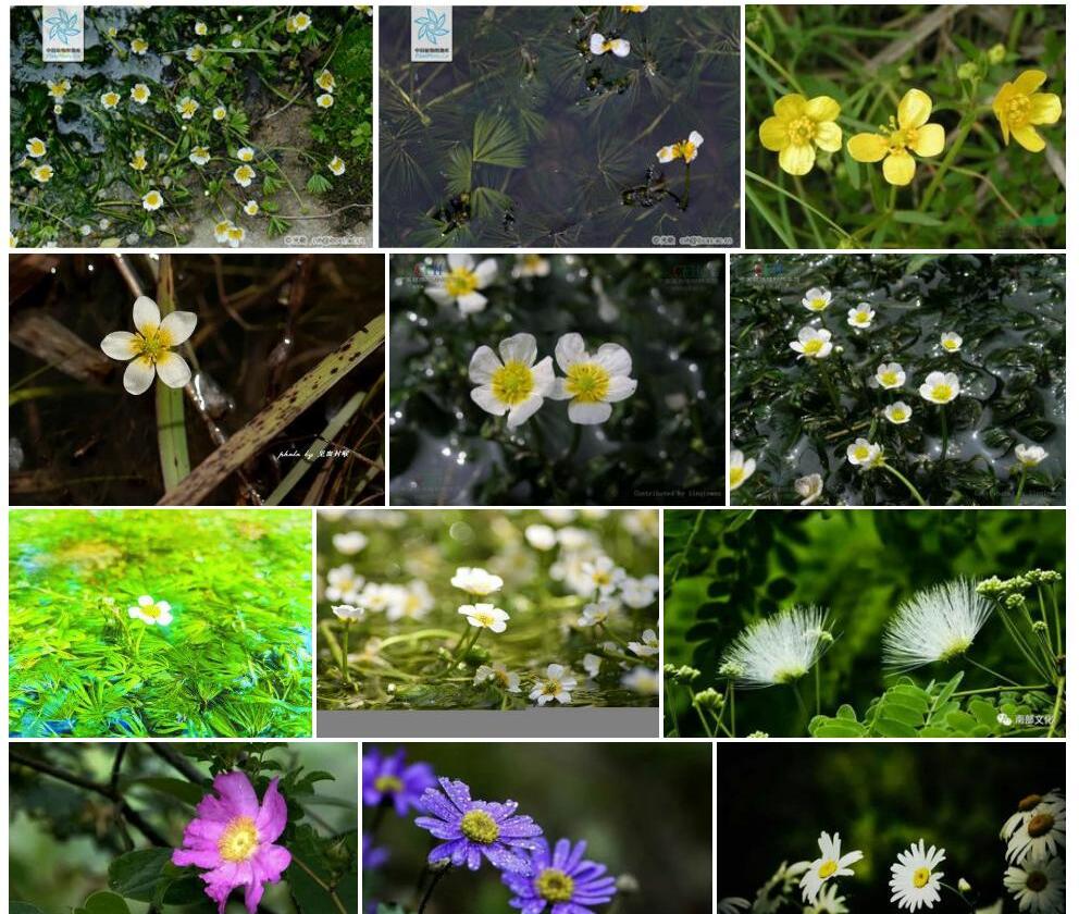 歧裂水毛茛照片和图片/