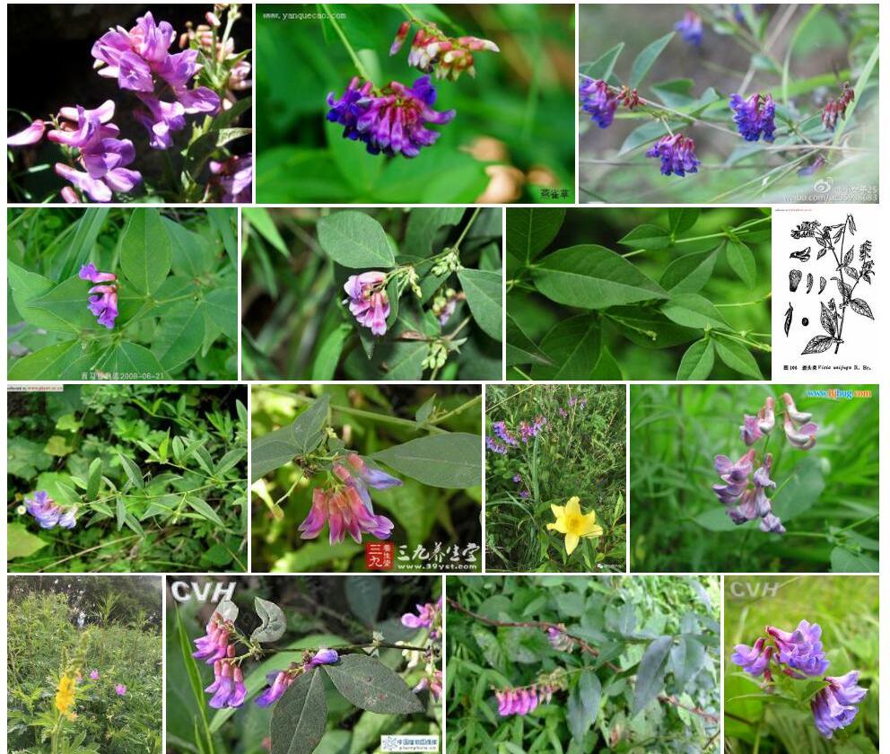 歪头菜照片和图片/