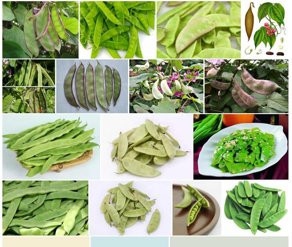 毒扁豆照片和图片/