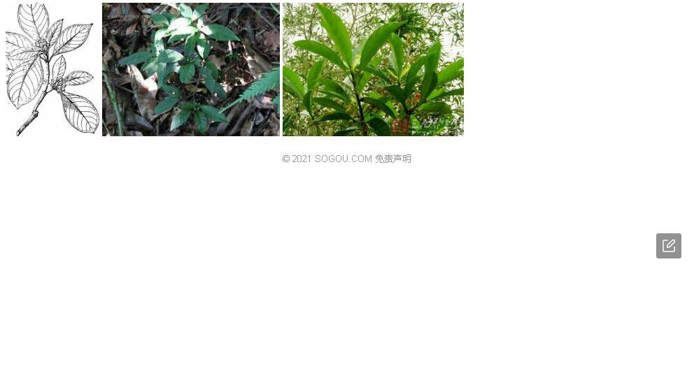 毛九节照片和图片/